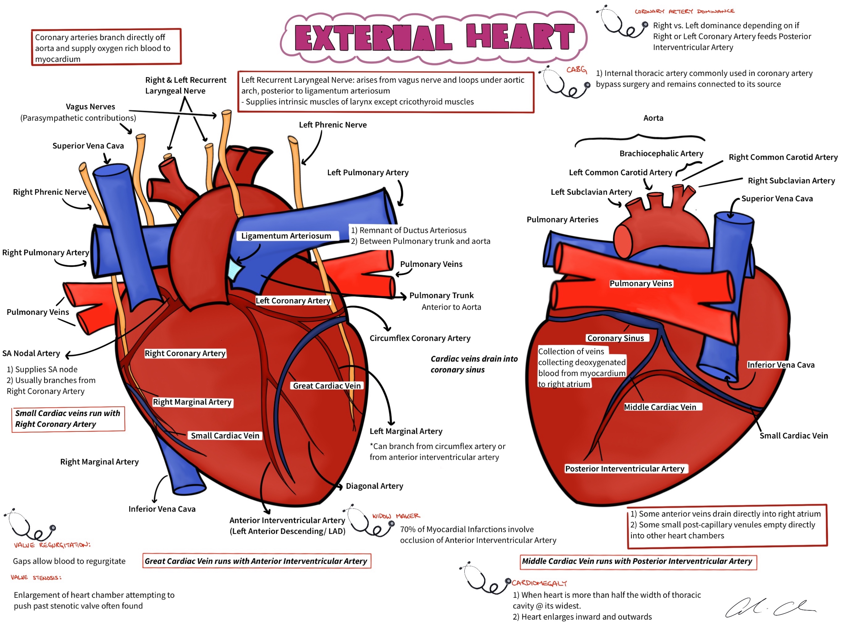 Anatomy | themedicallyinclined